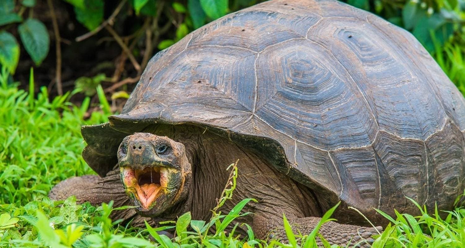 Galapagos Island Hopping