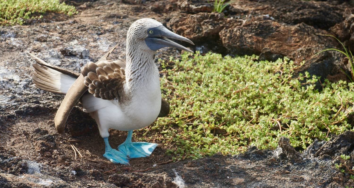 Luxury Galapagos