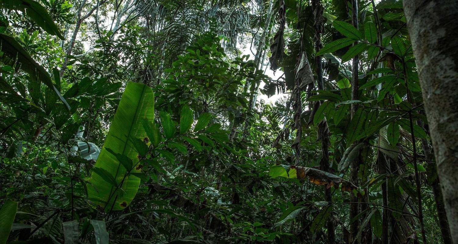 Inland & Amazon