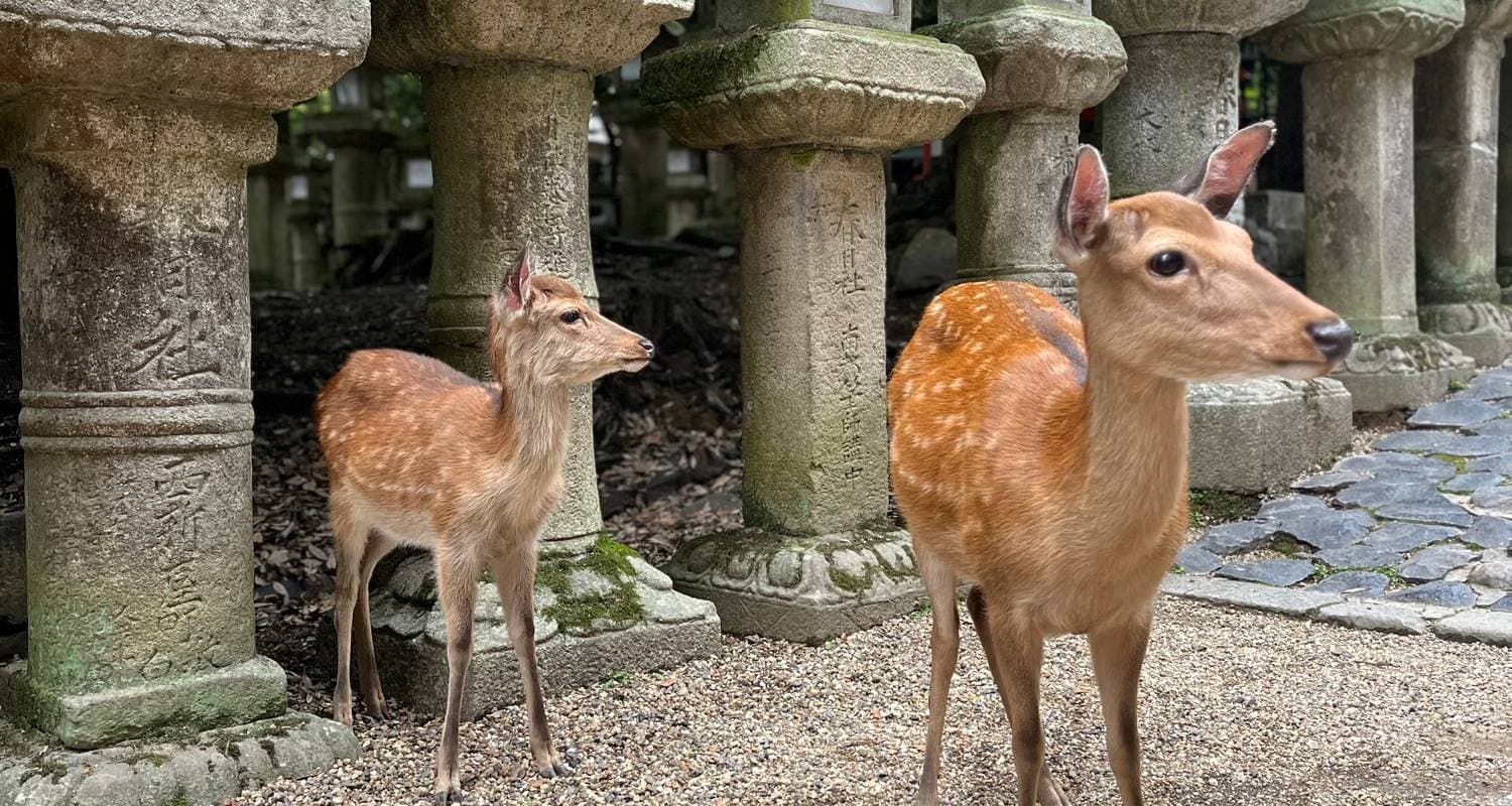 Japan Family Adventure through Tokyo, Kyoto, Osaka & Beyond