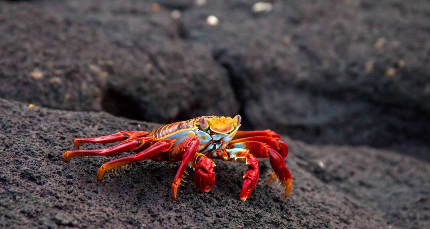 Galapagos Explorer: Southern Islands (Grand Queen Beatriz) — photo 3