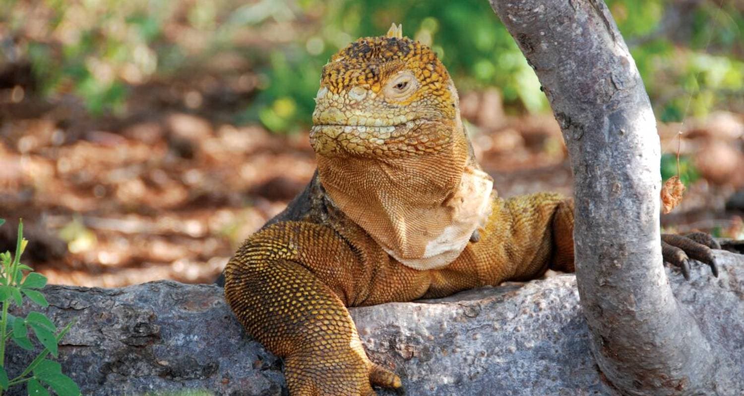 Classic Galapagos: Southern Islands (Grand Queen Beatriz) — photo 2