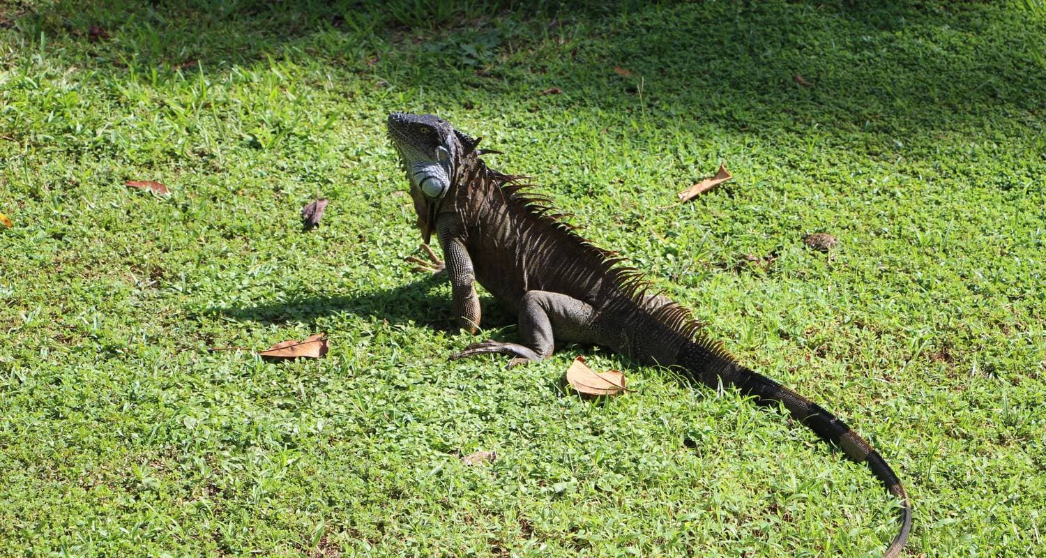 Essential Costa Rica - Package with Guanacaste
