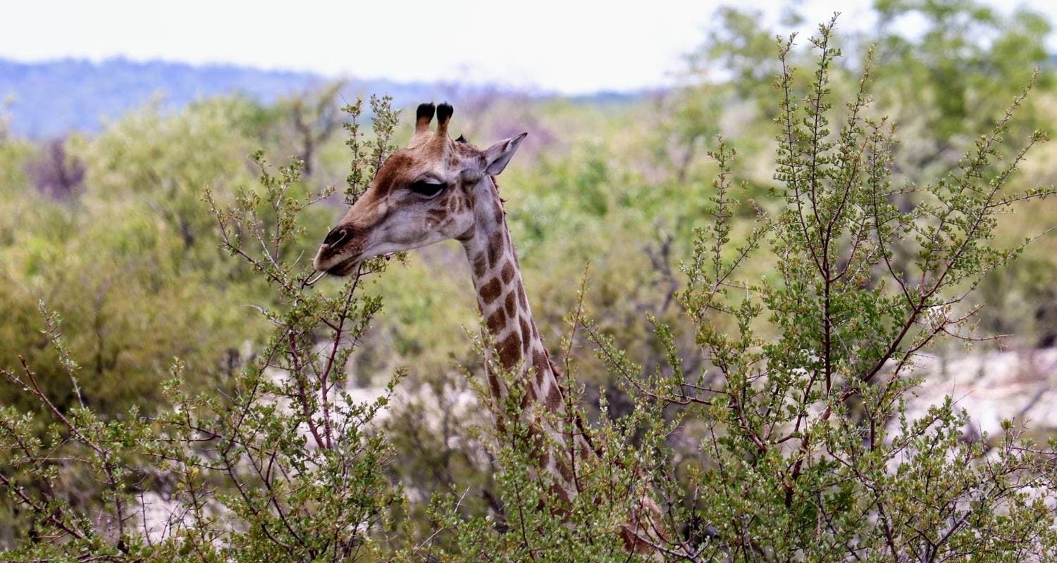 Sand, Sea & Etosha Budget Camping Safari