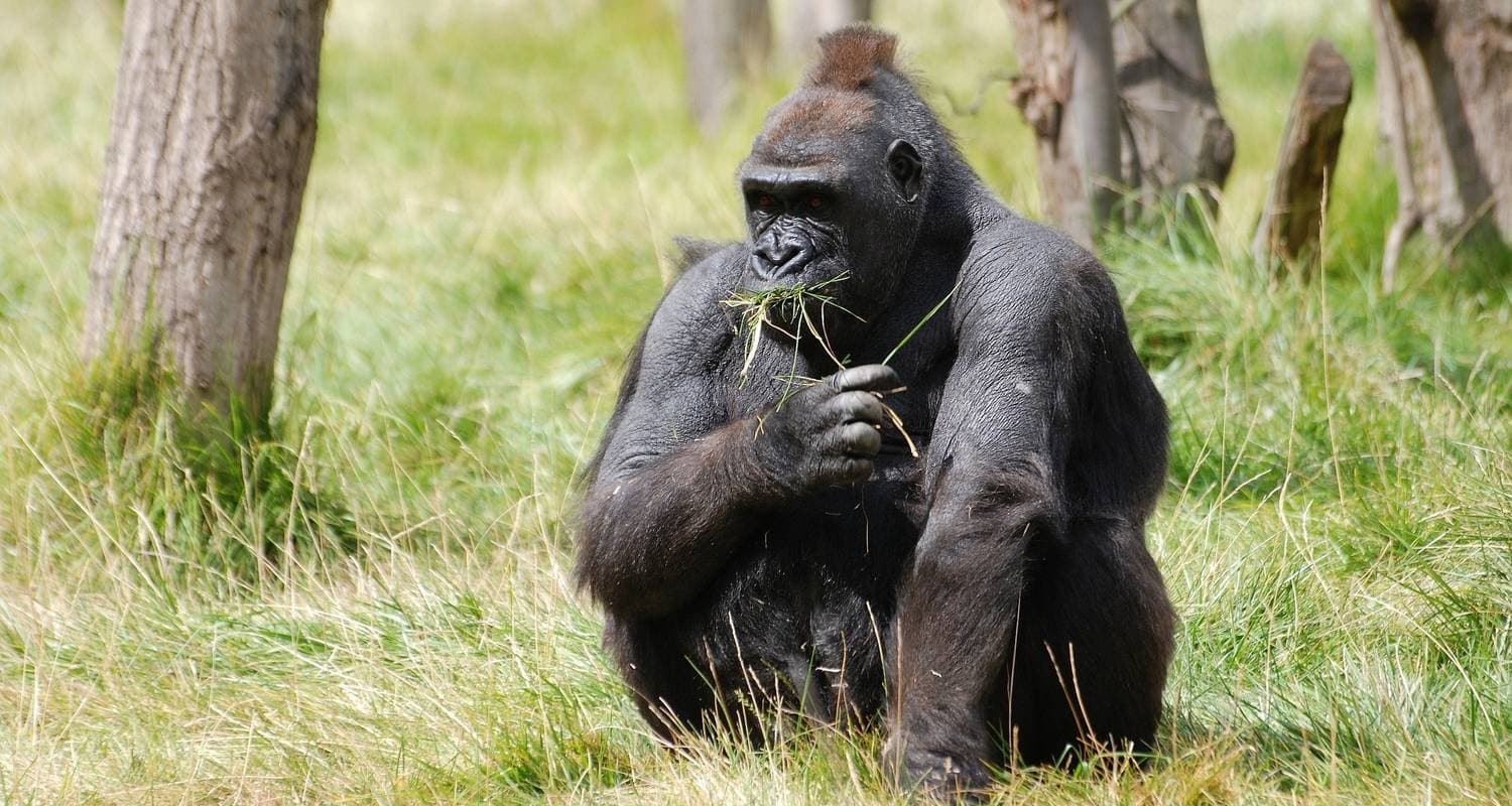 Uganda Gorilla Trek Budget Safari via Kigali