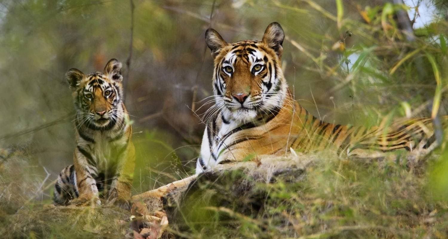 Exciting Wildlife Safari Tour in India