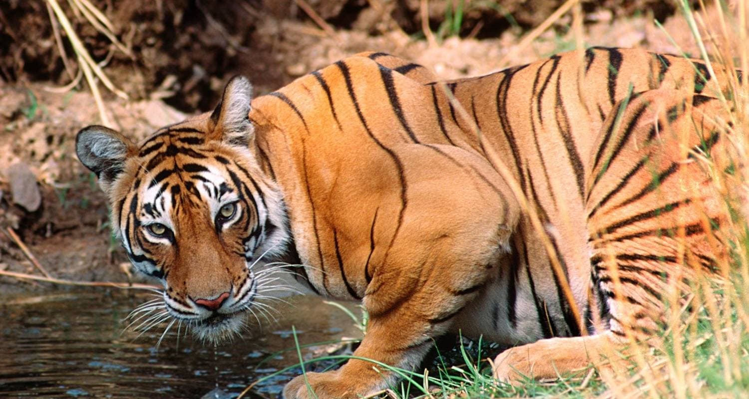Golden Triangle Tour With Ranthambore With Luxury 4 Star Hotels Group/Private