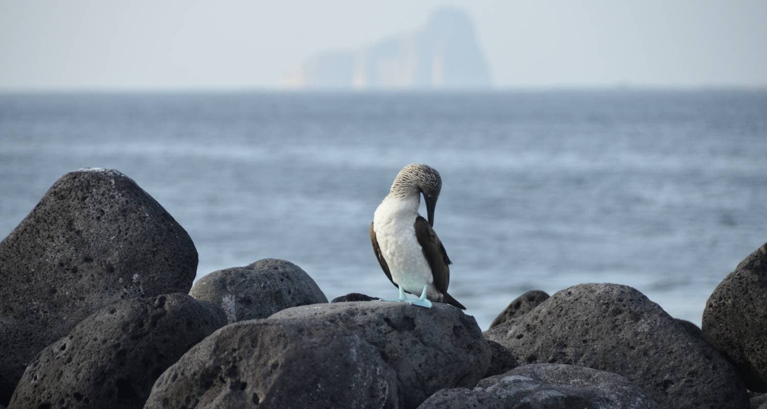 Galápagos Express Adventure: Wilderness & Wildlife