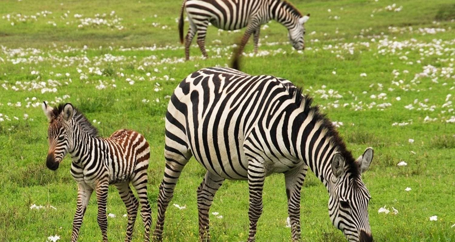 Serengeti & Kilimanjaro — photo 3