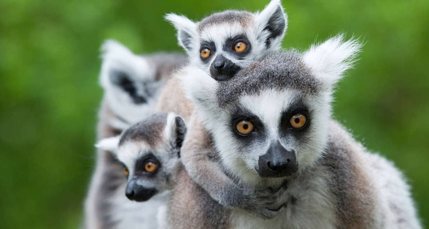 Madagascar: The Lost Continent