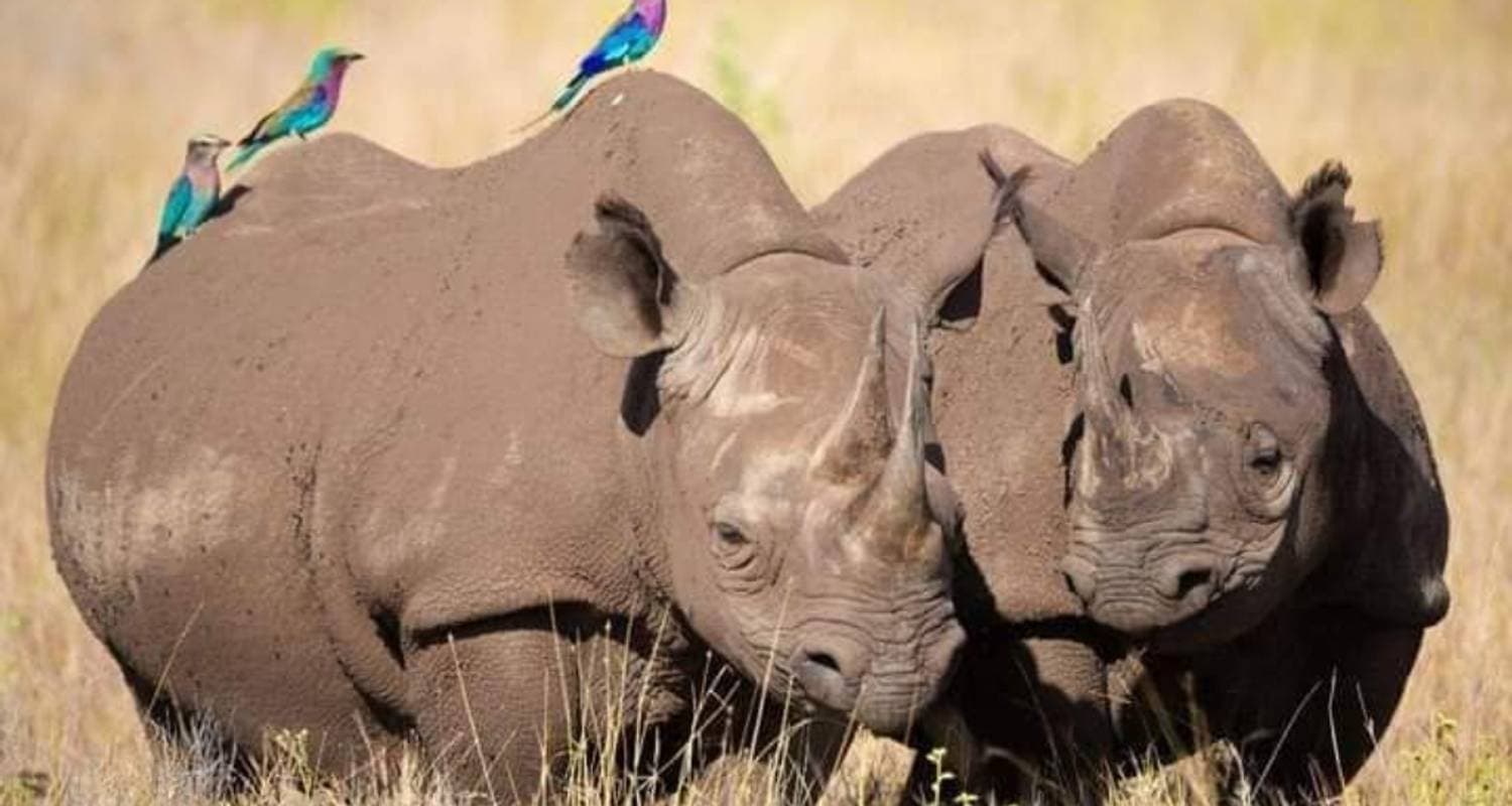 Big Five Tanzania Camping Safari ( Tarangire, Serengeti National Park & Ngorongoro Conservation Area ) (all accommodation & transport are included) — photo 3
