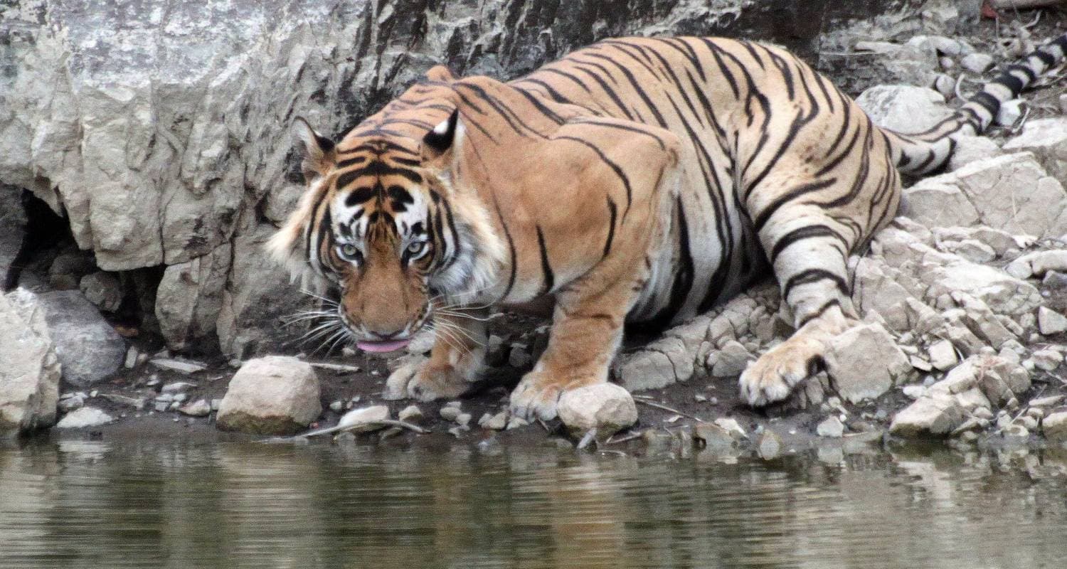 India Tiger Photography Tour