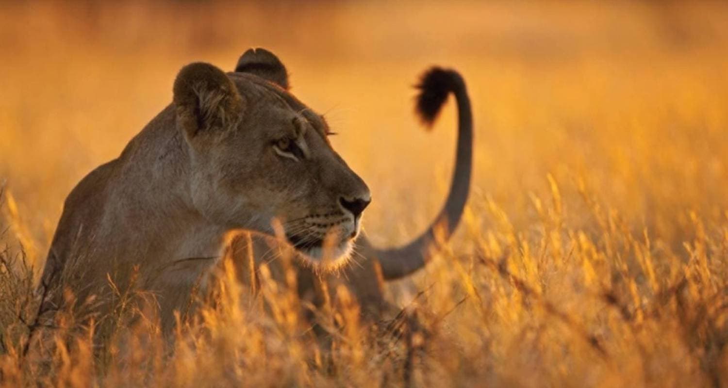 2 Nights Safari Tarangire,Lake Manyara & Ngorongoro Crater