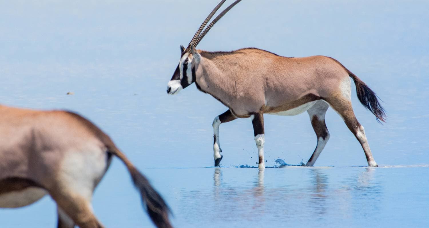 Namibia Uncovered: A 10-Day Journey Through Desert, Cultures & Safari