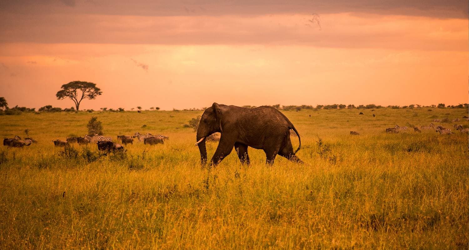 Serengeti Safari & Zanzibar