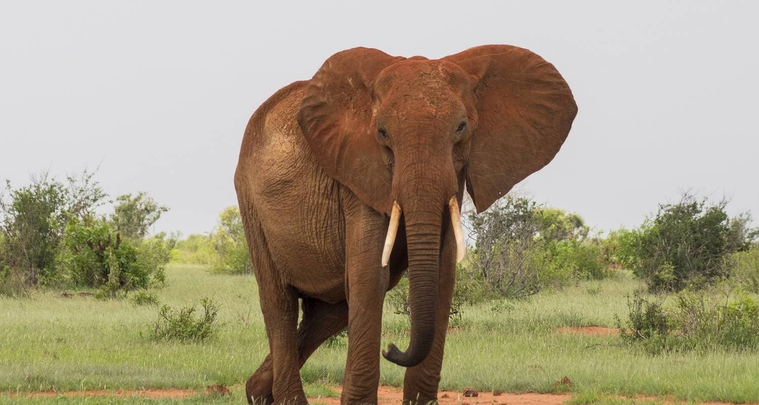 Magic of Kenya Safari Tour — photo 3