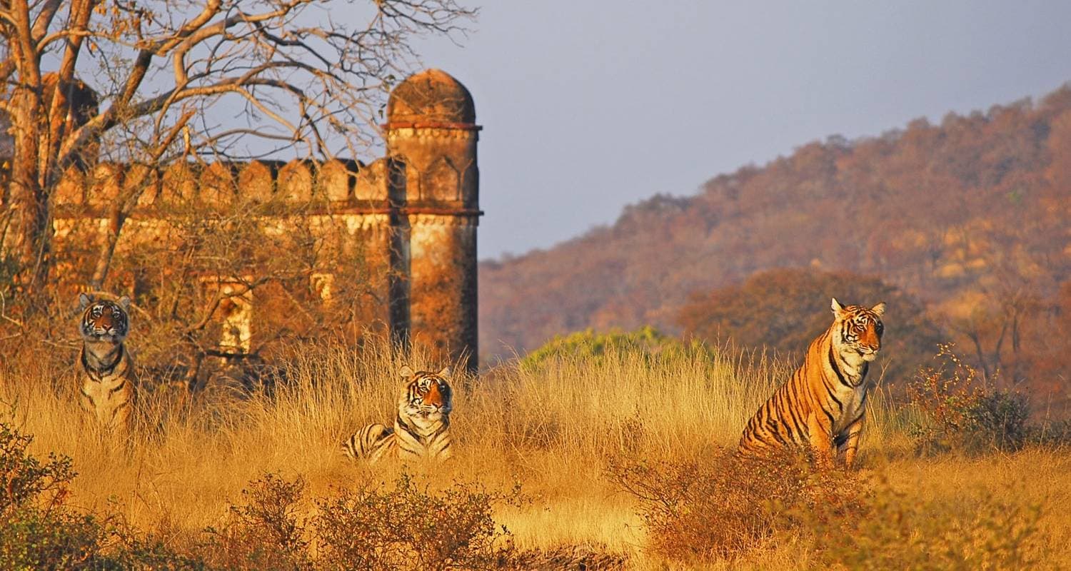 Luxury Golden Triangle Tour with Ranthambore