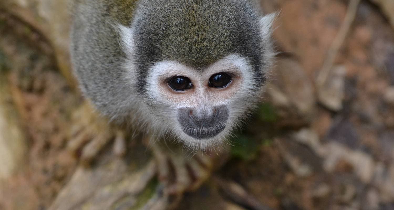 Discover Ecuador: Highlands, Amazon Jungle & Coastal Treasures in
