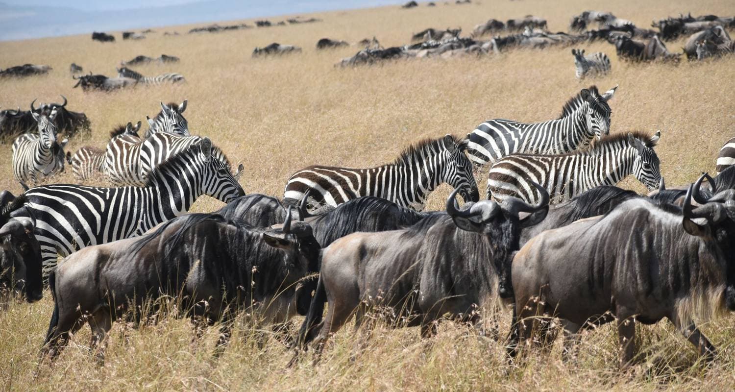 Kenya Safari 2026/27 – Ultimate Wildebeest Migration & Big Five Adventure