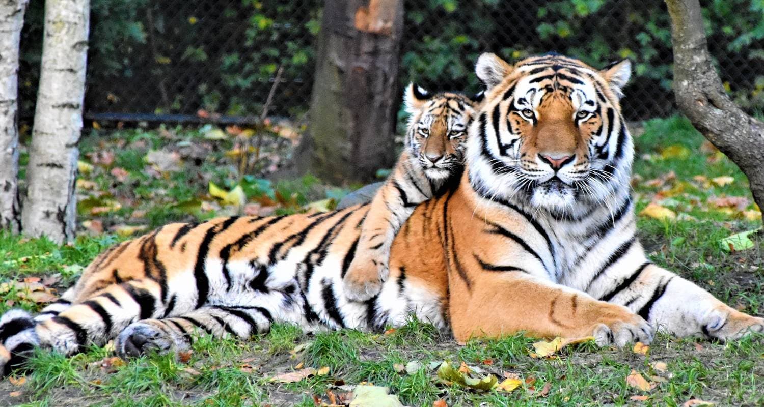 Golden Triangle Tour with Ranthambore(Tigers & Taj Mahal Sunrise/Sunset)