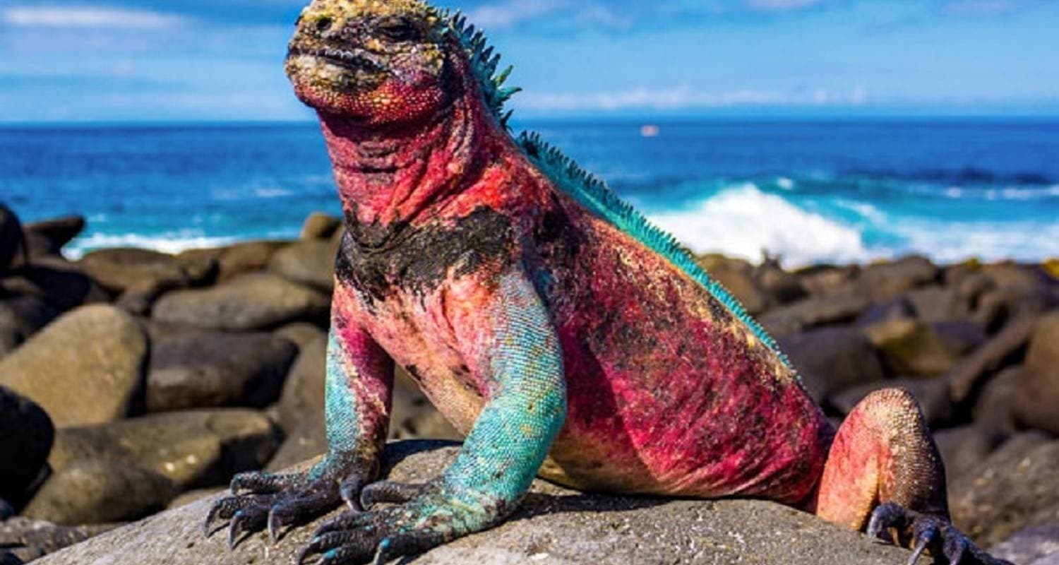 Galapagos: Santa Cruz, Isabela & San Cristobal