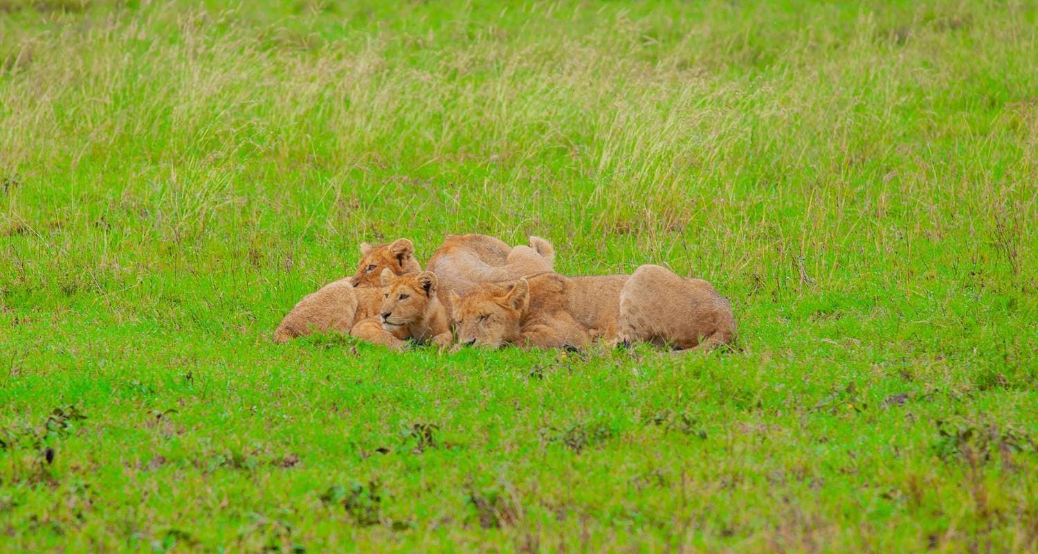 Best of 9 Days Tanzania Safari & Day Adventures