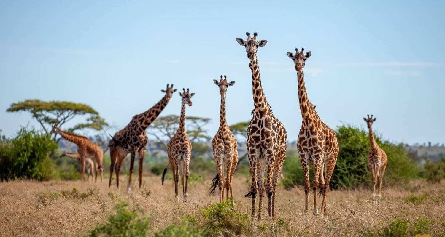 Tanzania Wildlife Cultural Safari*