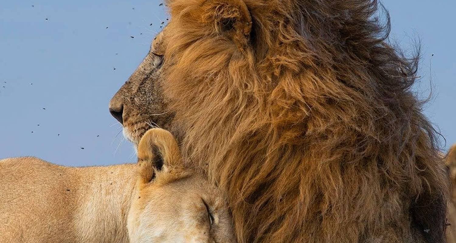 Northern Tanzania Luxury Safari