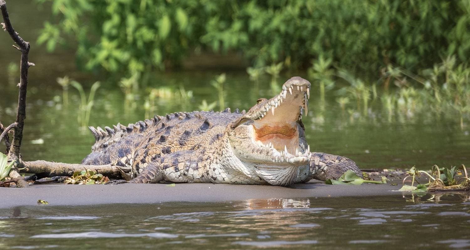 Chitwan Jungle Safari
