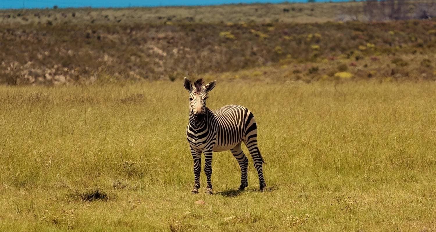 South Africa, Lesotho & Eswatini Explorer (Camping)