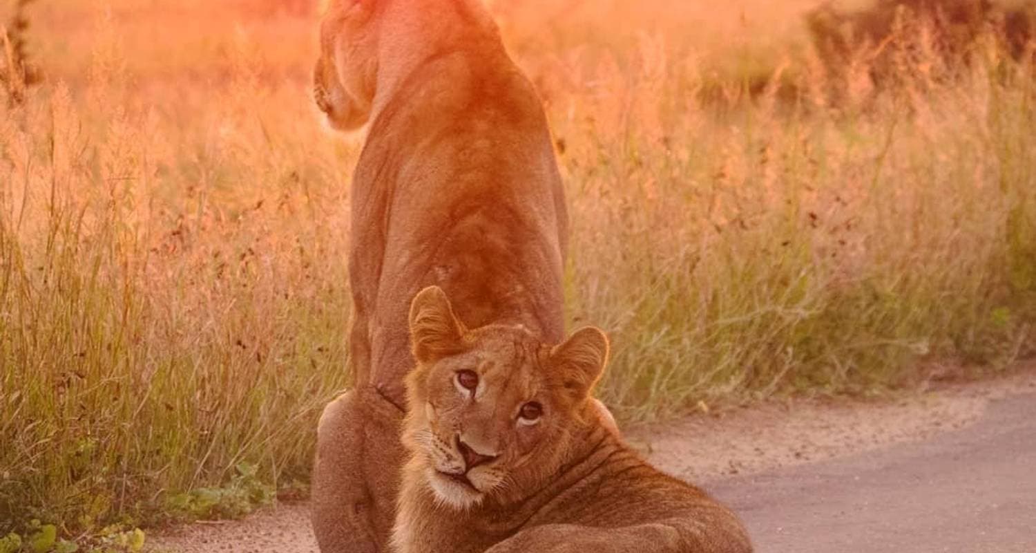 Kruger National Park & Panorama Route Safari — photo 2