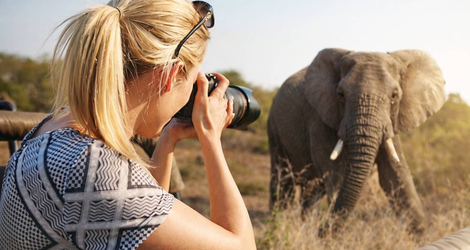 South African Wildlife Safari Highlights Tour from Cape Town