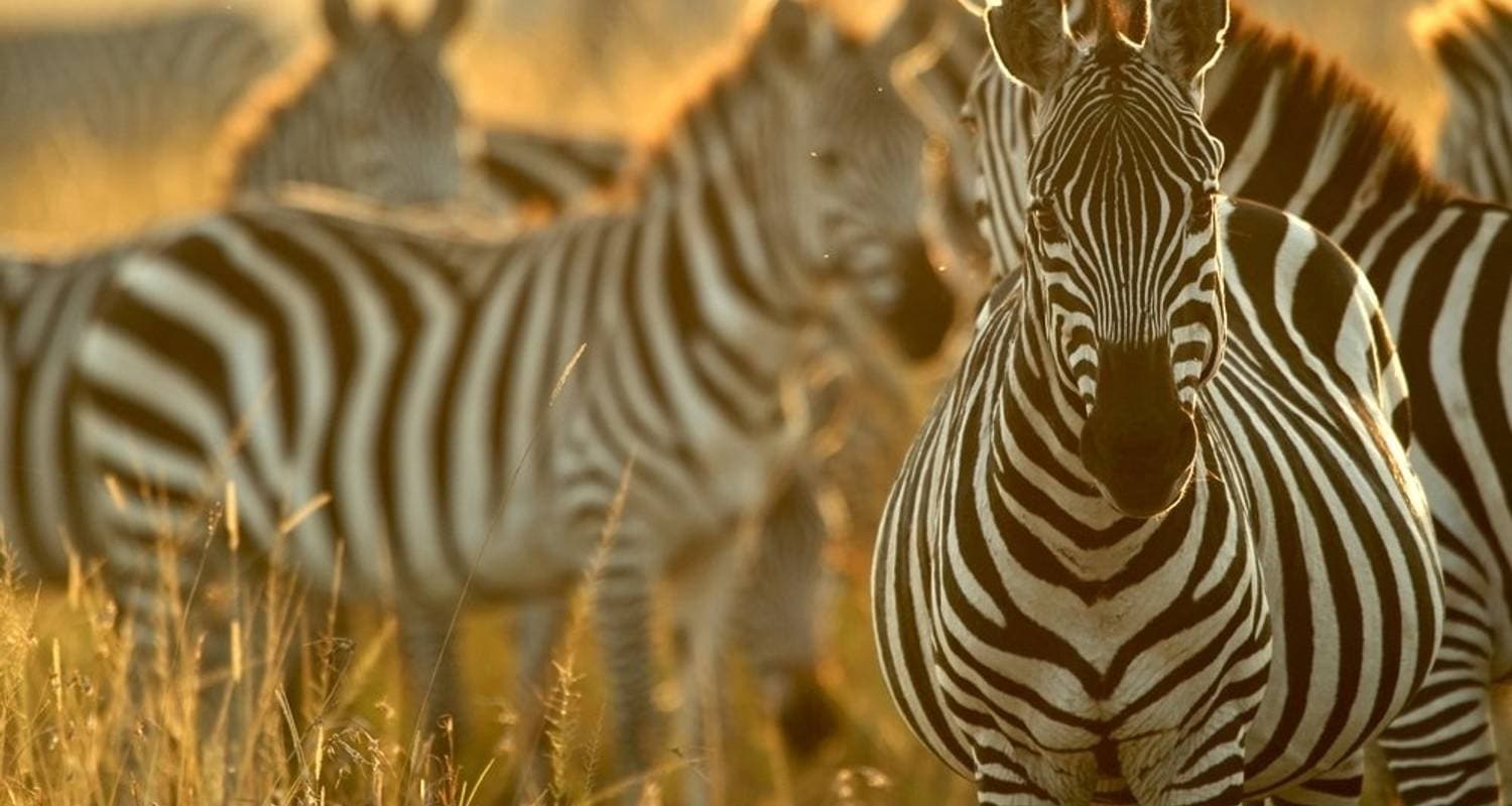 Cradle of Human Kind, Sun City & Pilanesberg Game Reserve Tour