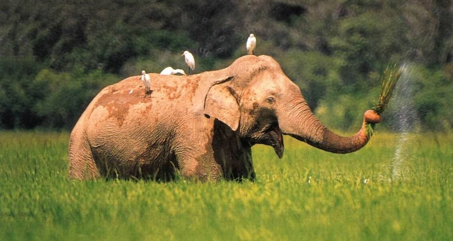 Sri Lanka uncovered with Wild Life, Nature, Adventure & Culture