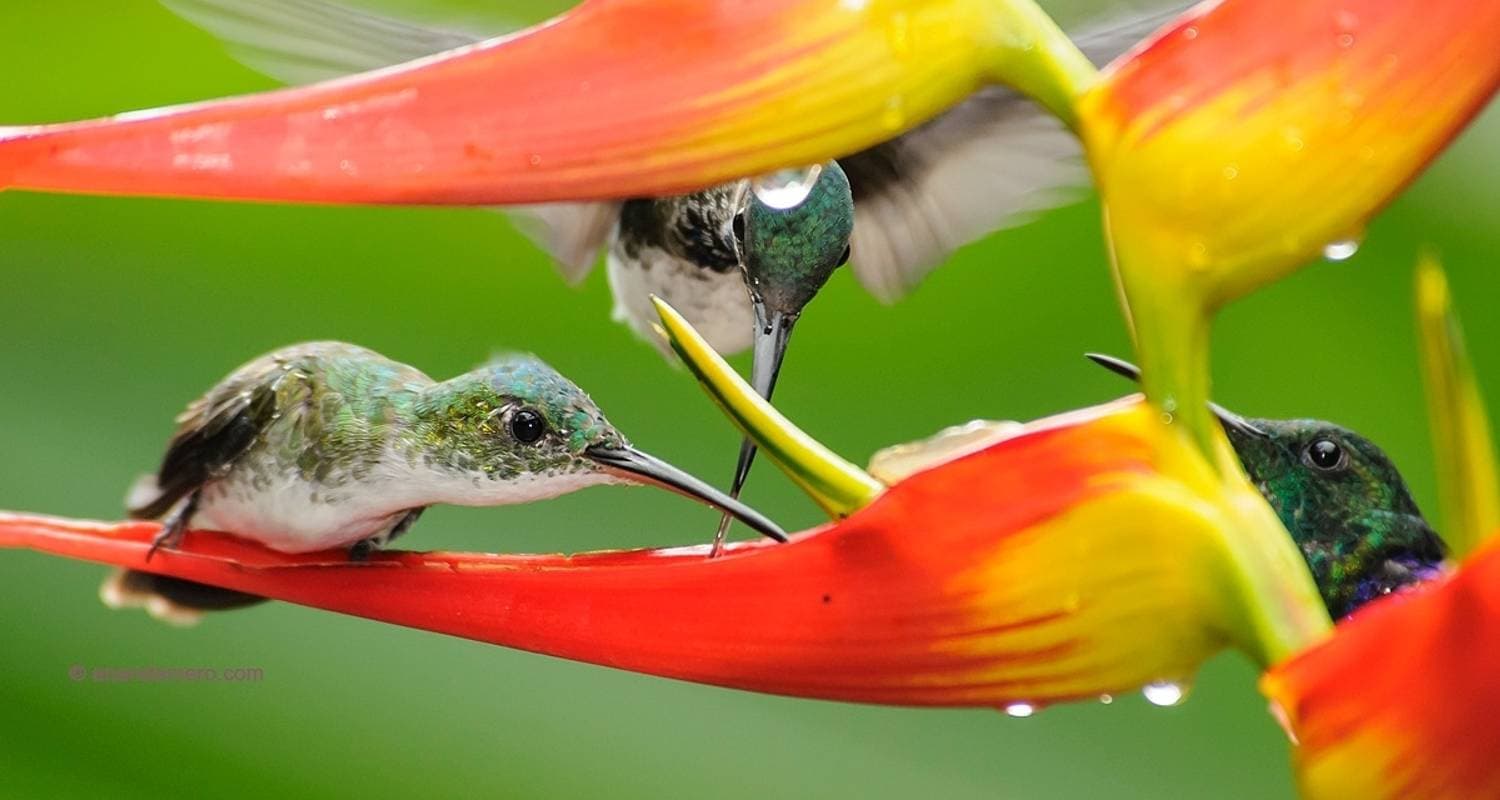 Ecuador Big Five: From the Andes to the Galapagos Across Four Worlds in