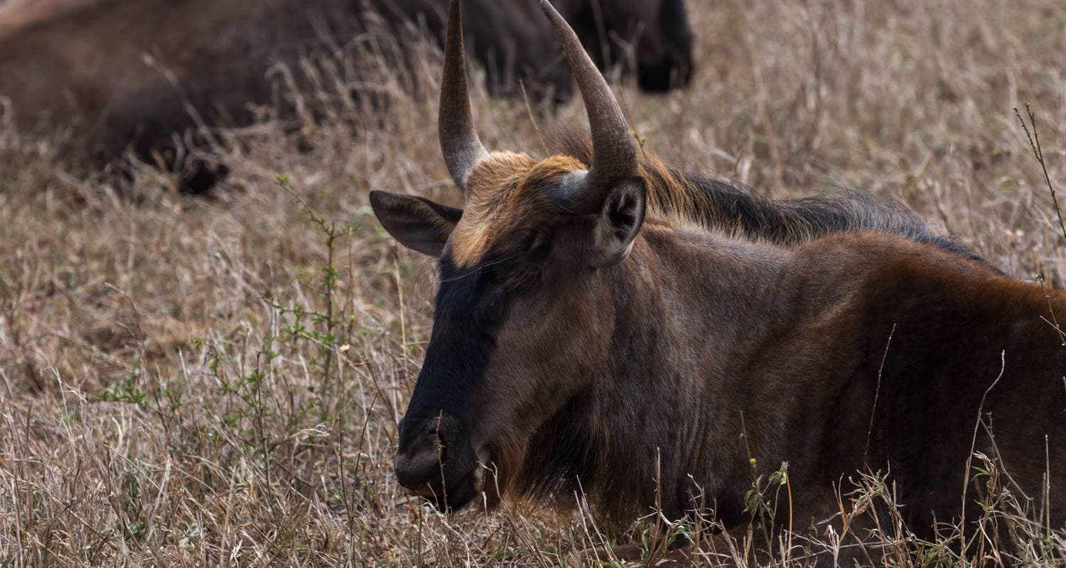 Luxury Kruger Park Safari & Panorama Route ​South Africa — photo 3
