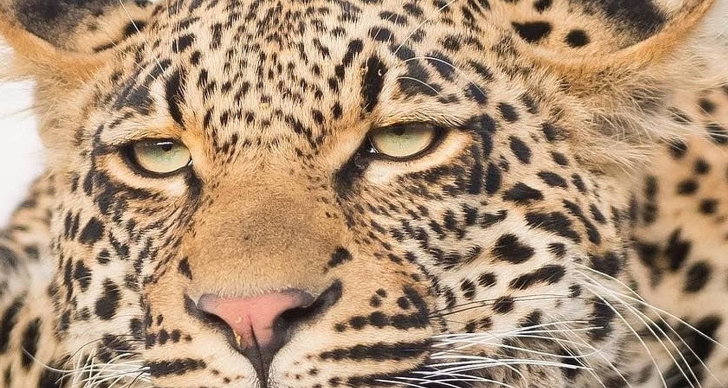 Luxury Kruger Park Safari & Panorama Route ​South Africa