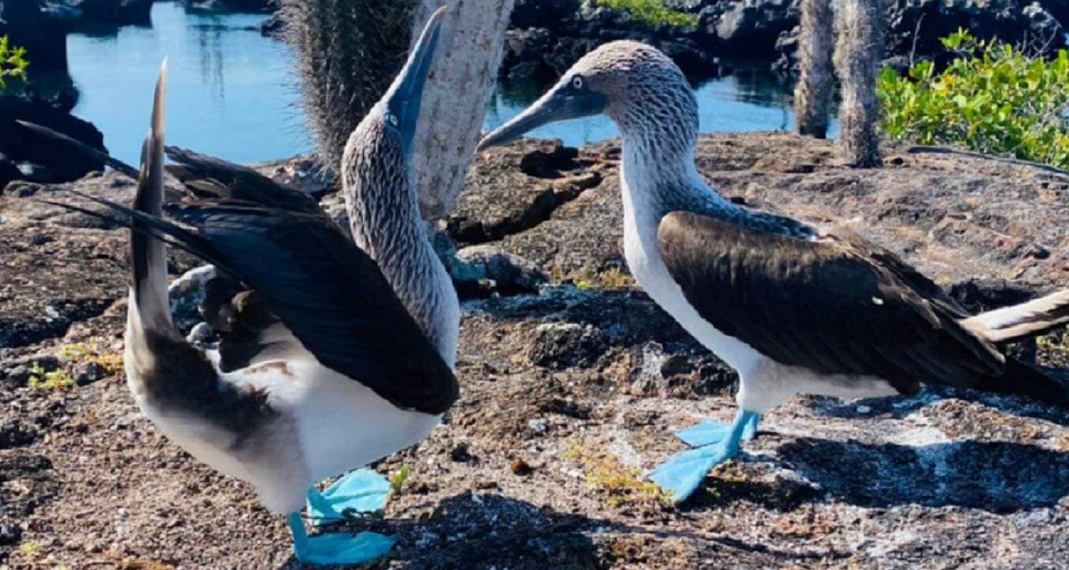 Galapagos Island Hopping Adventure – 6 Days Wildlife & Culture