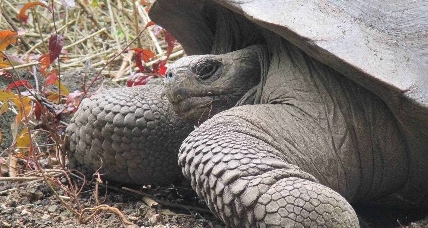 Galapagos Island Hopping Tour in Santa Cruz & Isabela — photo 2