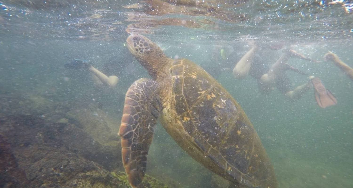 Galapagos Island Hopping Tour in Santa Cruz & Isabela — photo 3