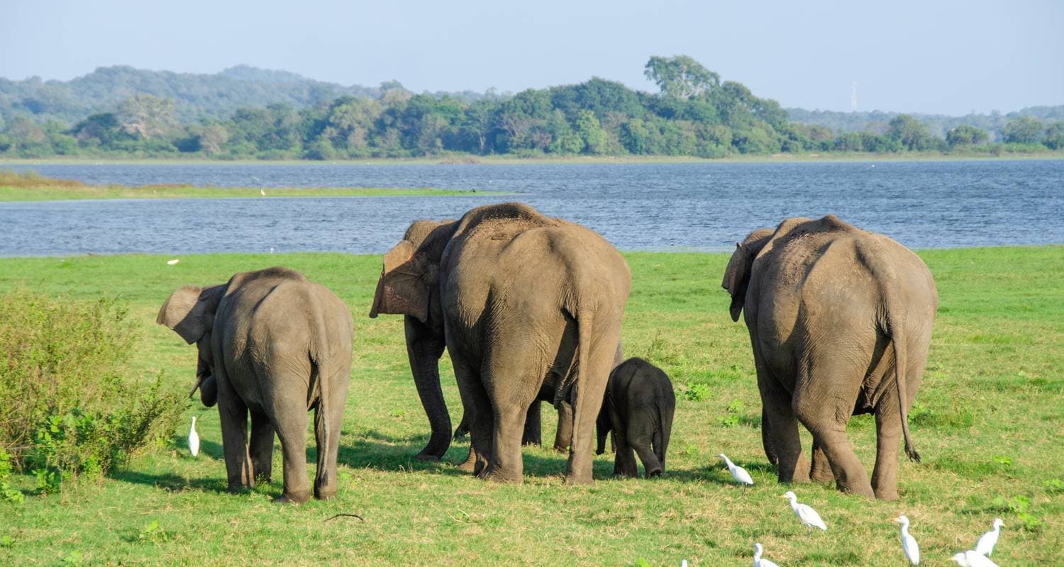 Depth Touch Of Sri Lanka