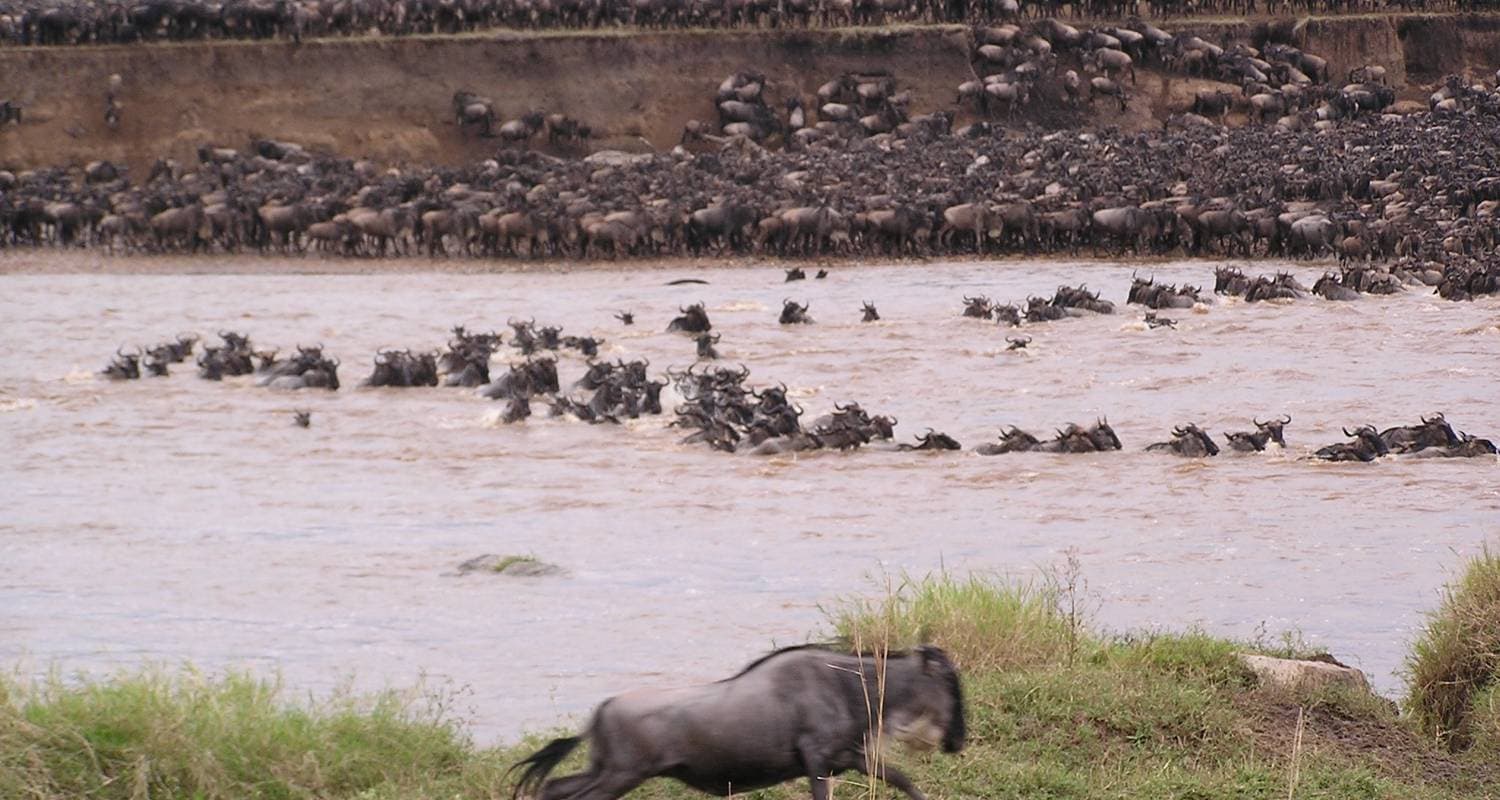 Tanzania Great Wildebeest Migration Mara River Crossing