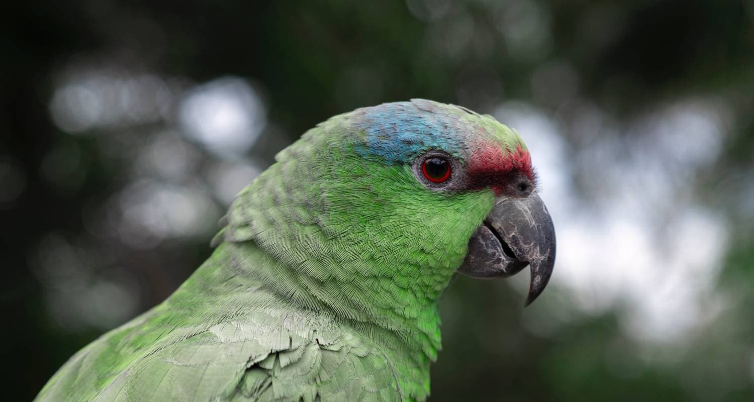Amazon Jungle