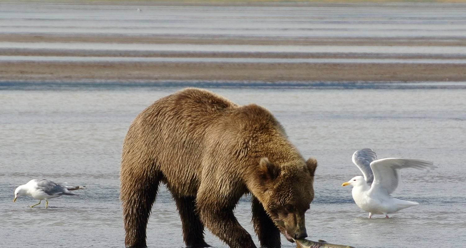 Alaskan Highlight Lodging Adventure Tour
