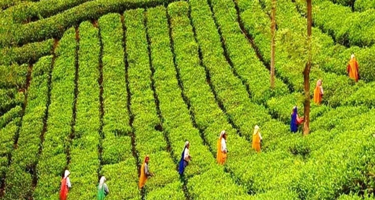 Kerala the Beauty of India