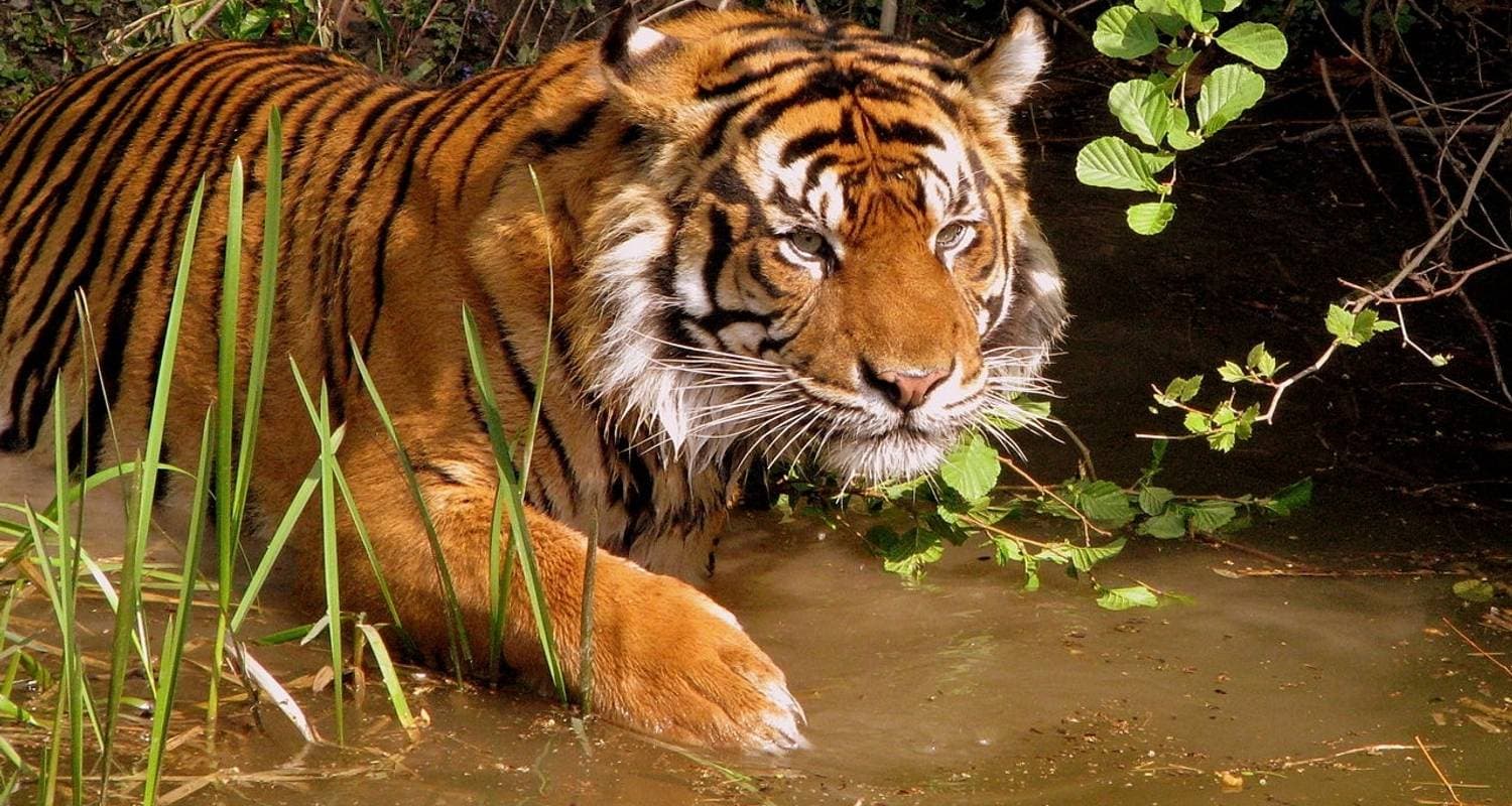 Golden Triangle Tour with a Ranthambore Wildlife Safari From Delhi