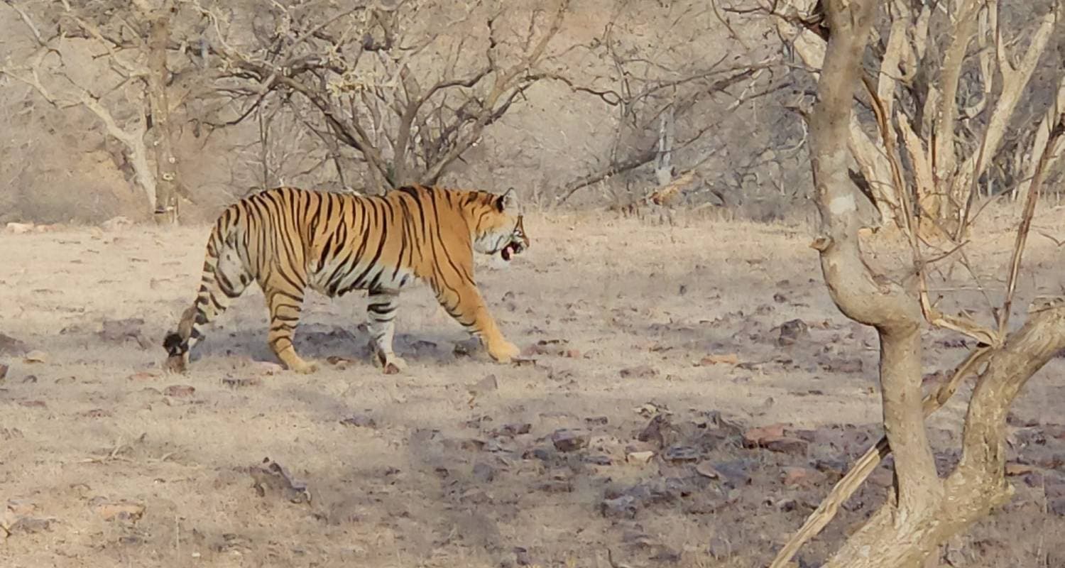 Golden Triangle with Tiger 7 Nights /