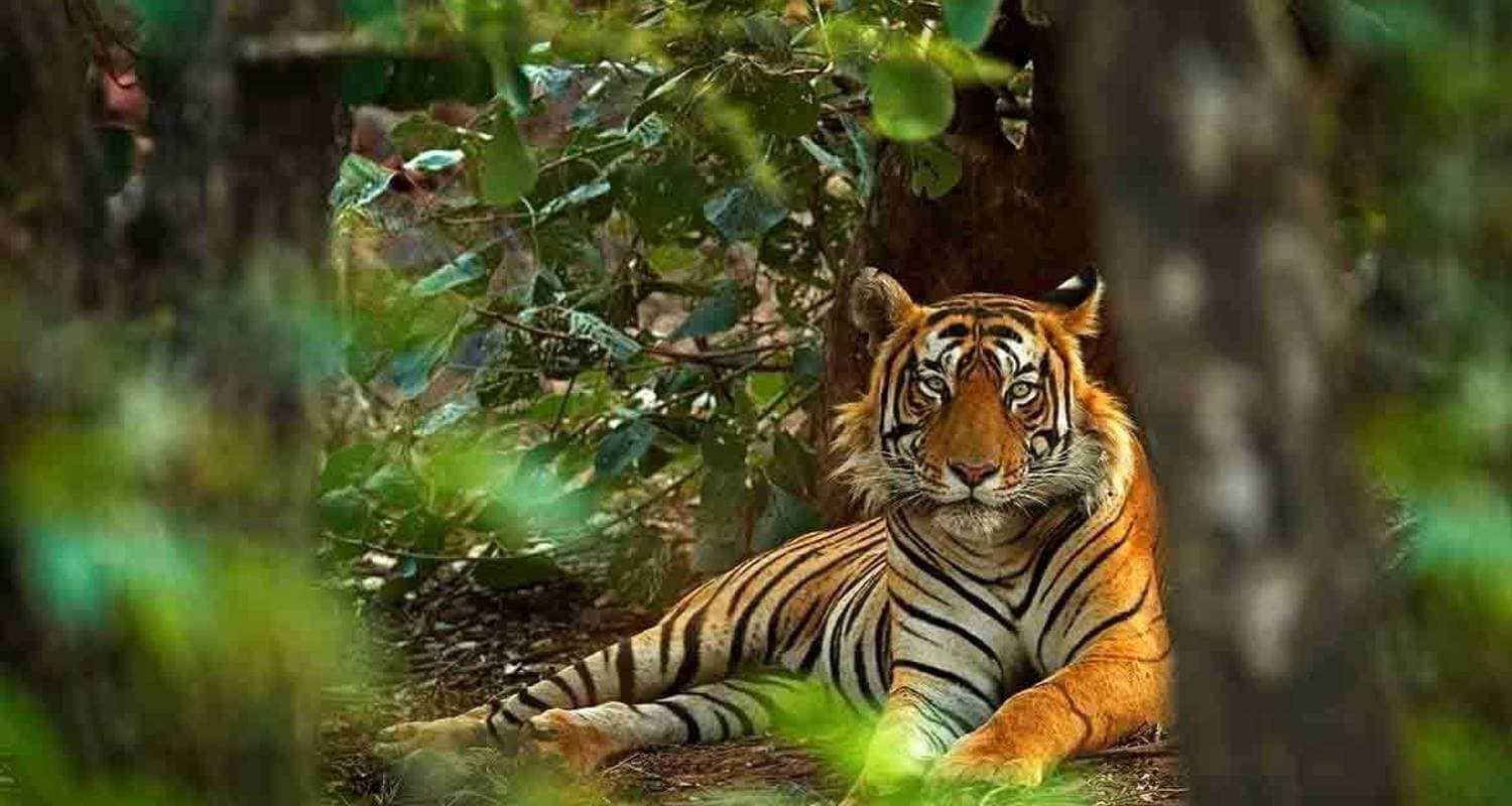 Golden Triangle Tour with Ranthambore