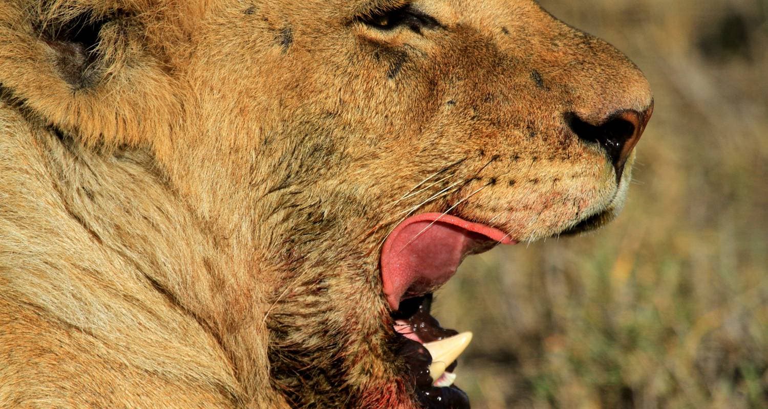 Kanzwa short holiday break excursion - 2 Nights Safari Tour to Kafue National Park - Southern Region (Ngoma Area Management)