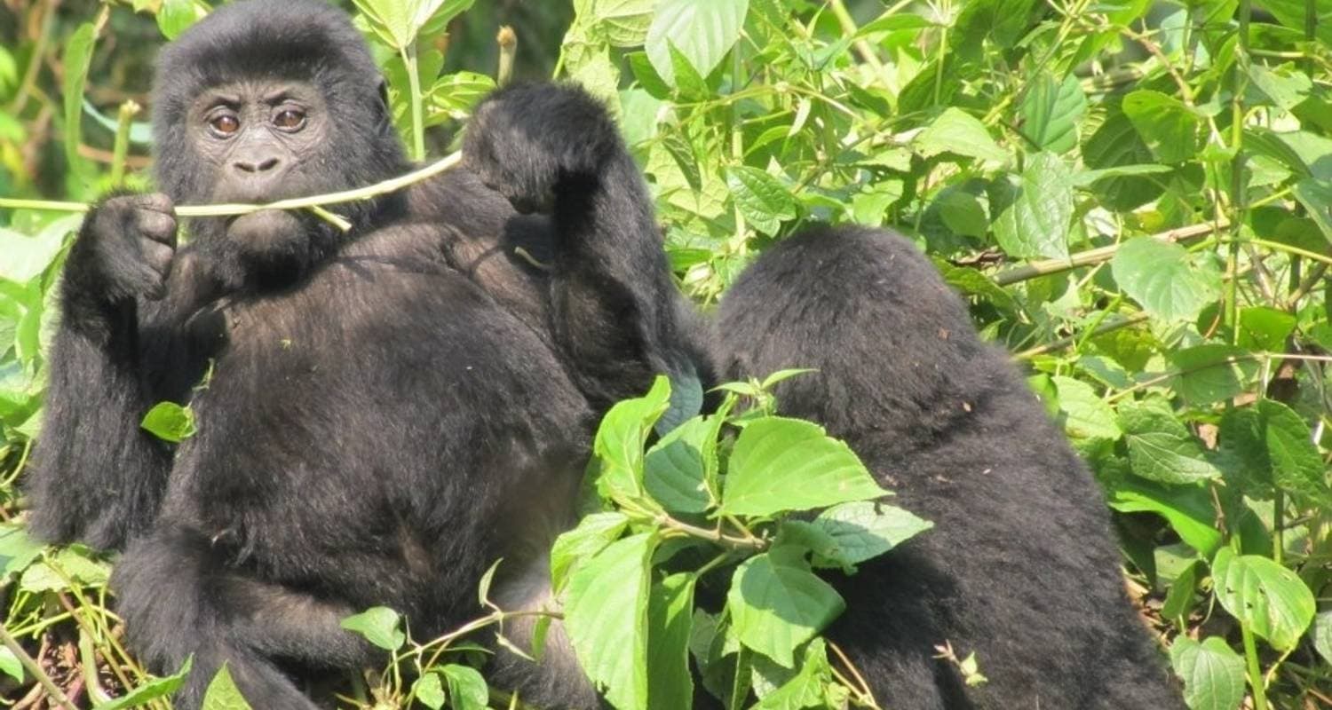 Gorilla Trekking Budget Safari in Uganda